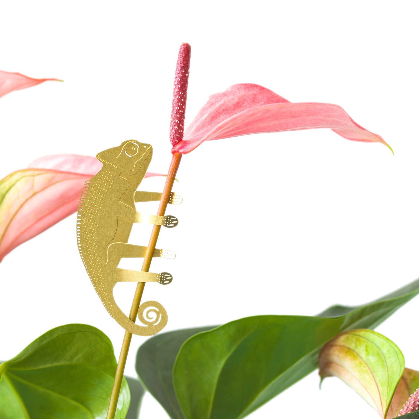 Plant Animal - Chameleon, houseplant gift