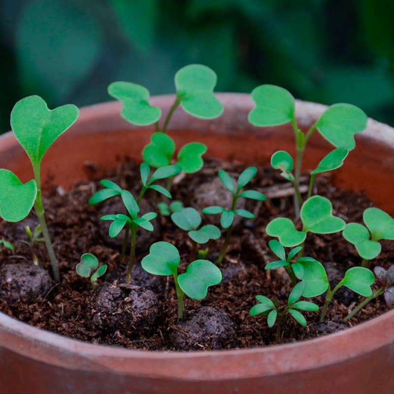 Seedball Wildflower Grab Bags - Bee Mix