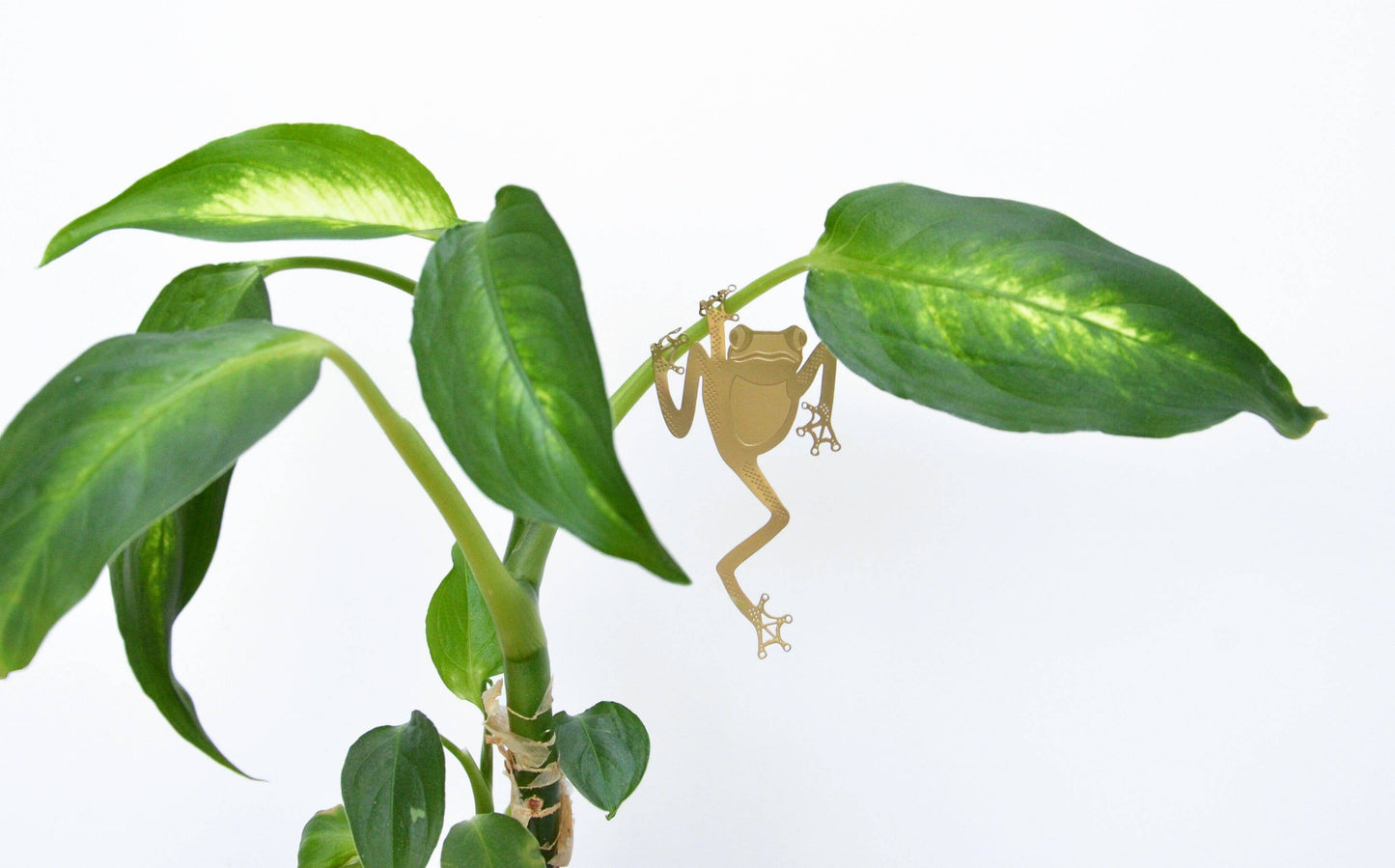 Plant Animal - Tree Frog, unique house plant gift