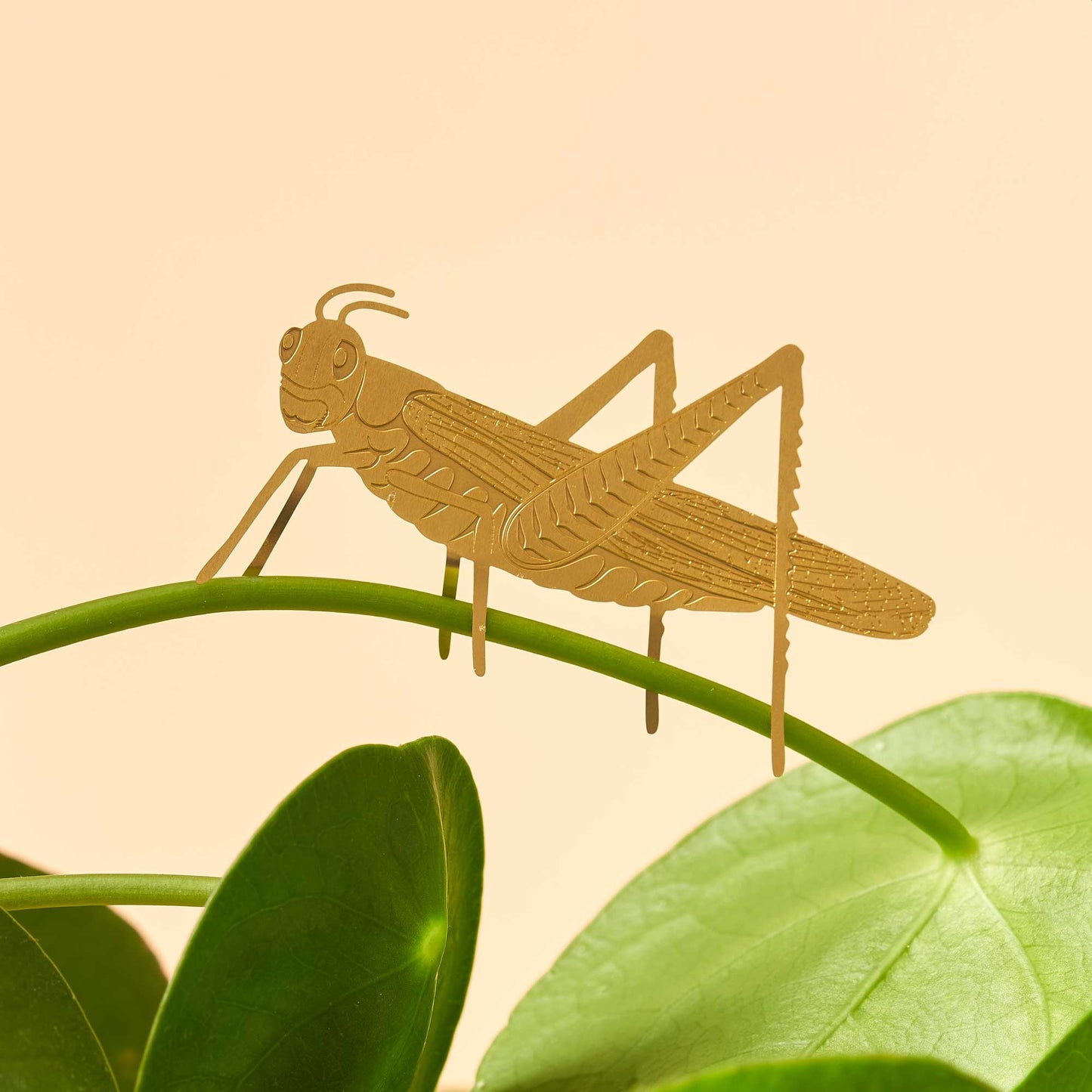 Plant Animal - Grasshopper insect plant decoration